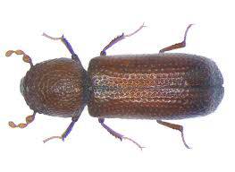 Rhizoperta dominica