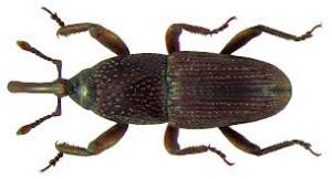 Sitophilus granarius