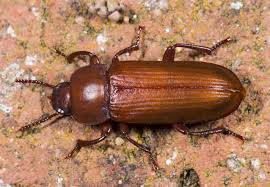 Tenebrio Molitor