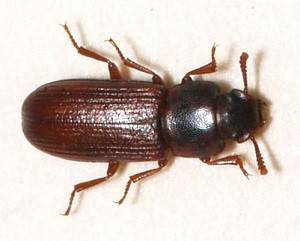 Tribolium Confusum 2