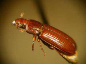 Tribolium Confusum