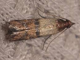 Tignola fasciata