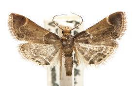 Tignola fasciata 2