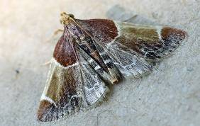 Tignola grigia 2