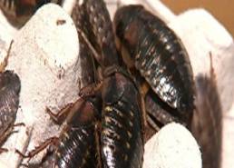 Scarafaggio nero delle fogne 2