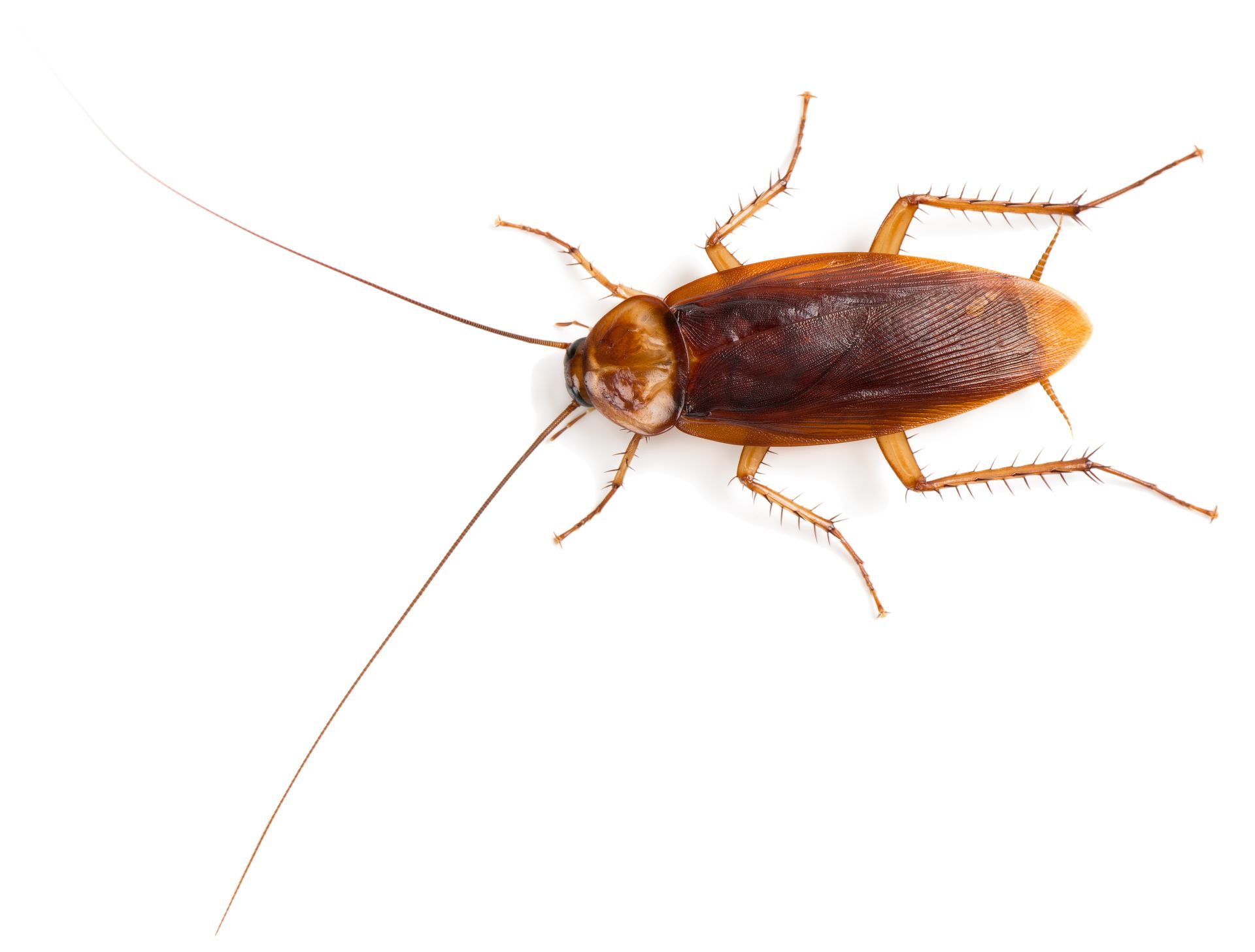 A cockroach is crawling on a white surface.