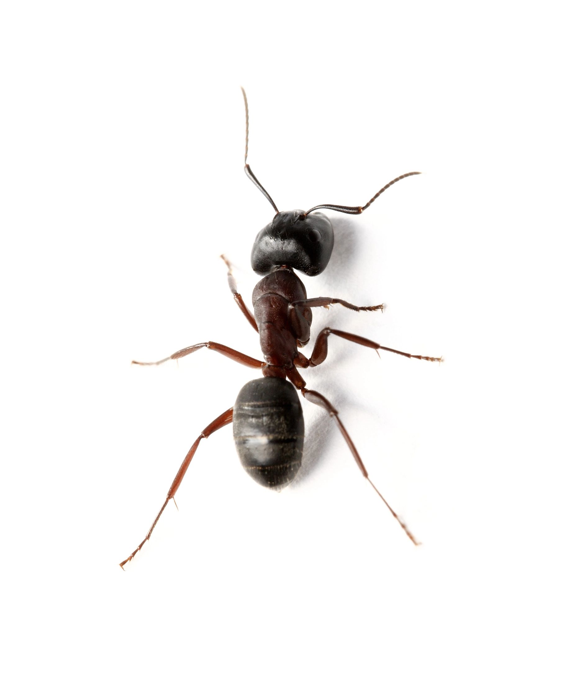 A close up of a black ant on a white background.