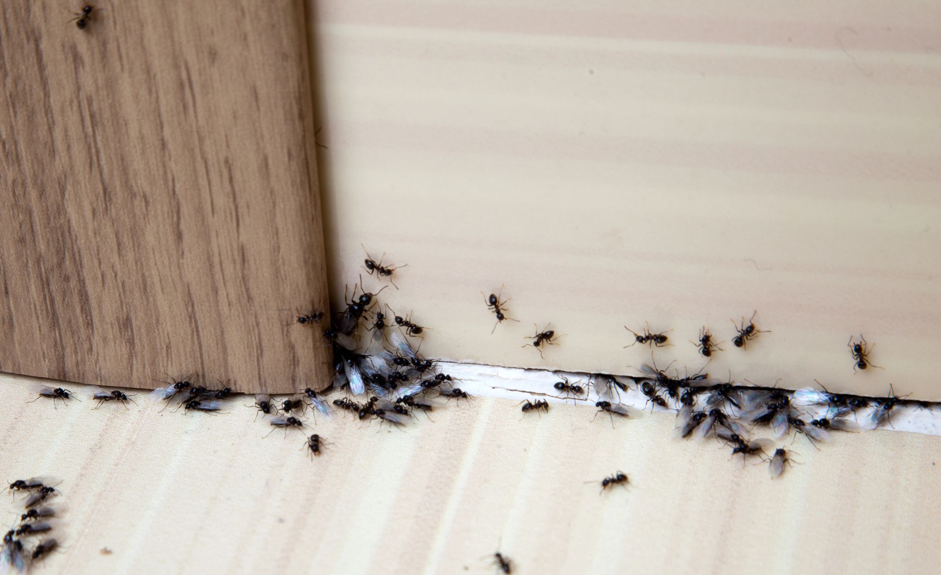 A bunch of ants are crawling on a wooden floor.