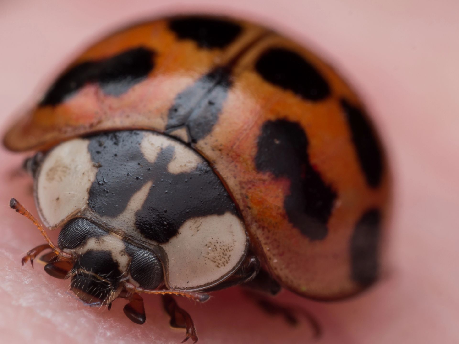 A close up of a ladybug on a person 's finger