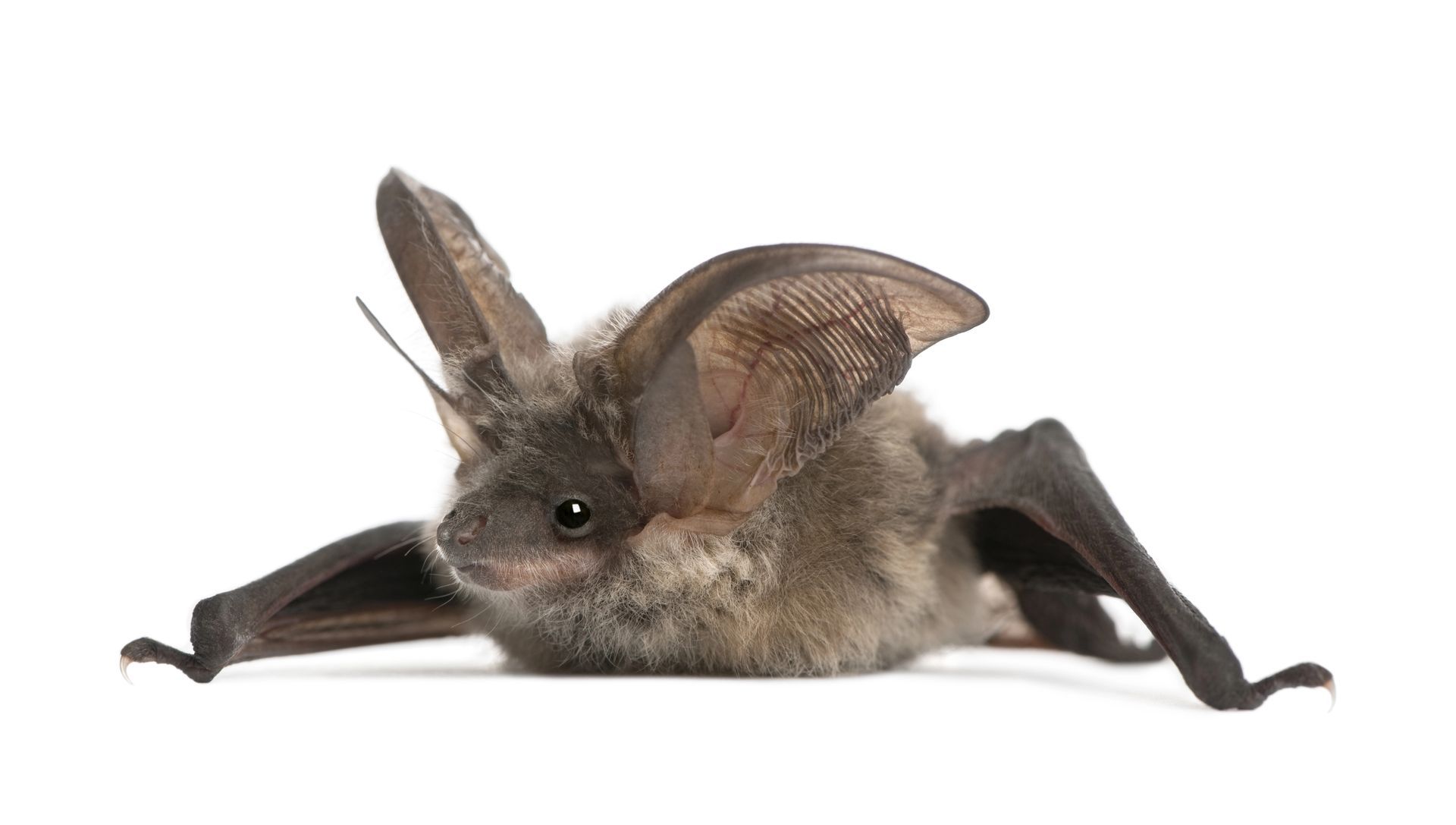 A bat is laying down with its wings outstretched on a white background.