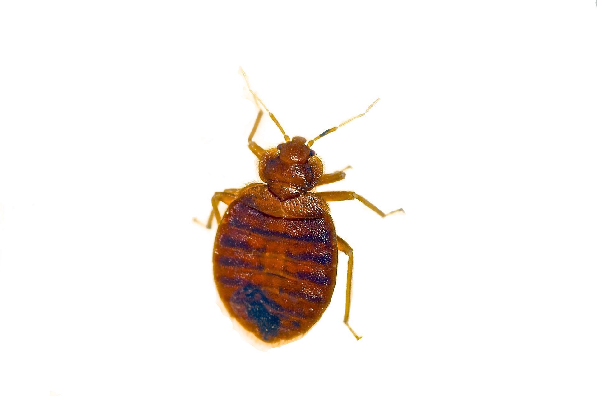 A bed bug is sitting on a white surface.