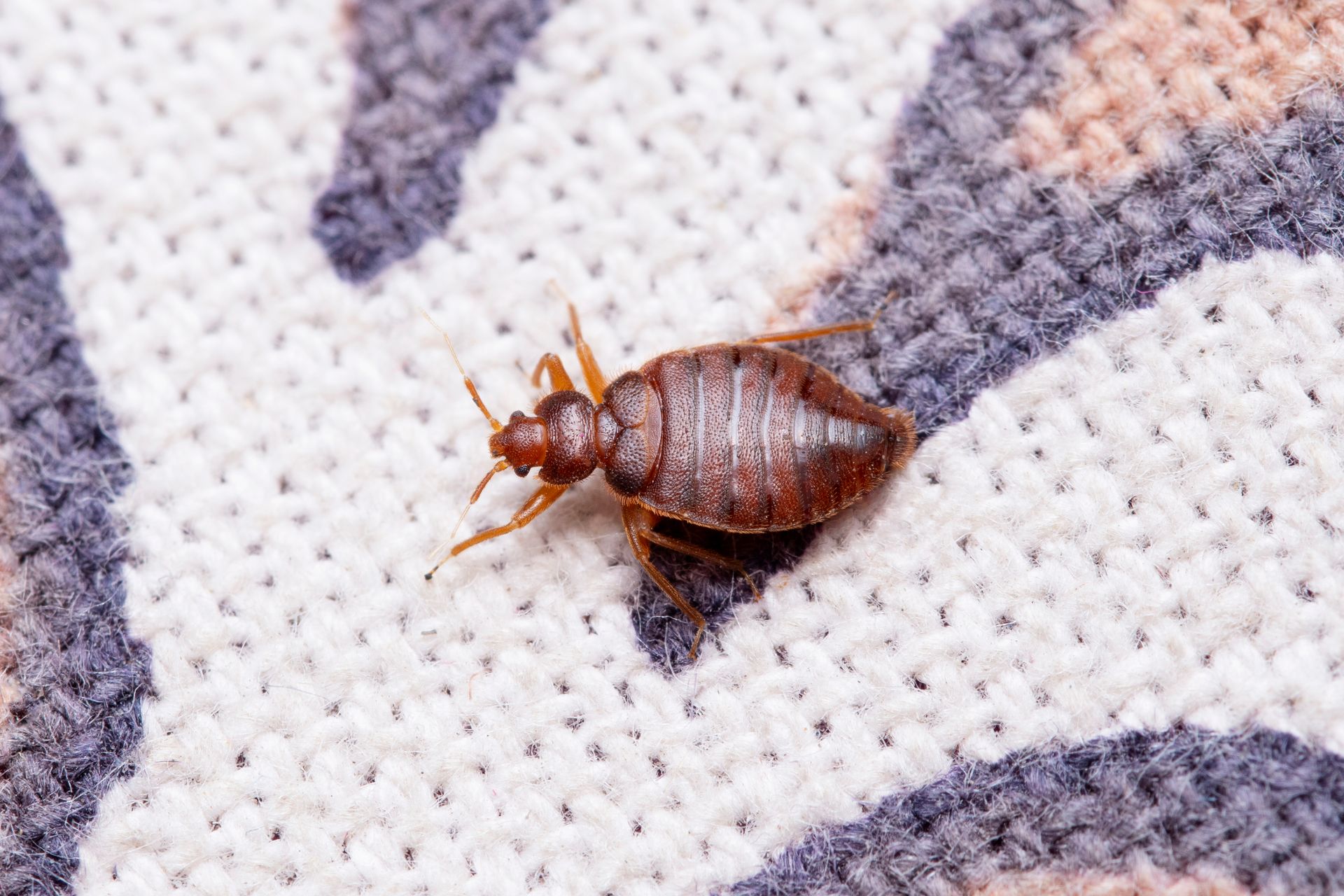 A bed bug is crawling on a carpet.