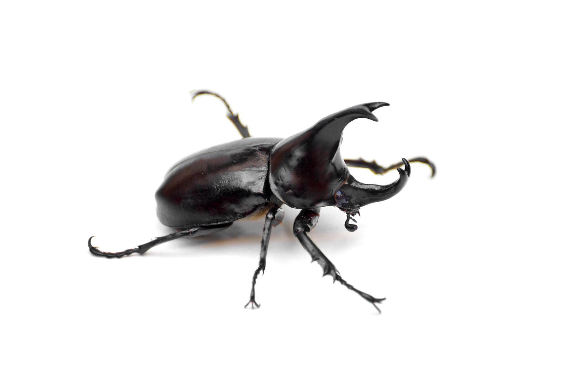 A black beetle with horns on a white background.
