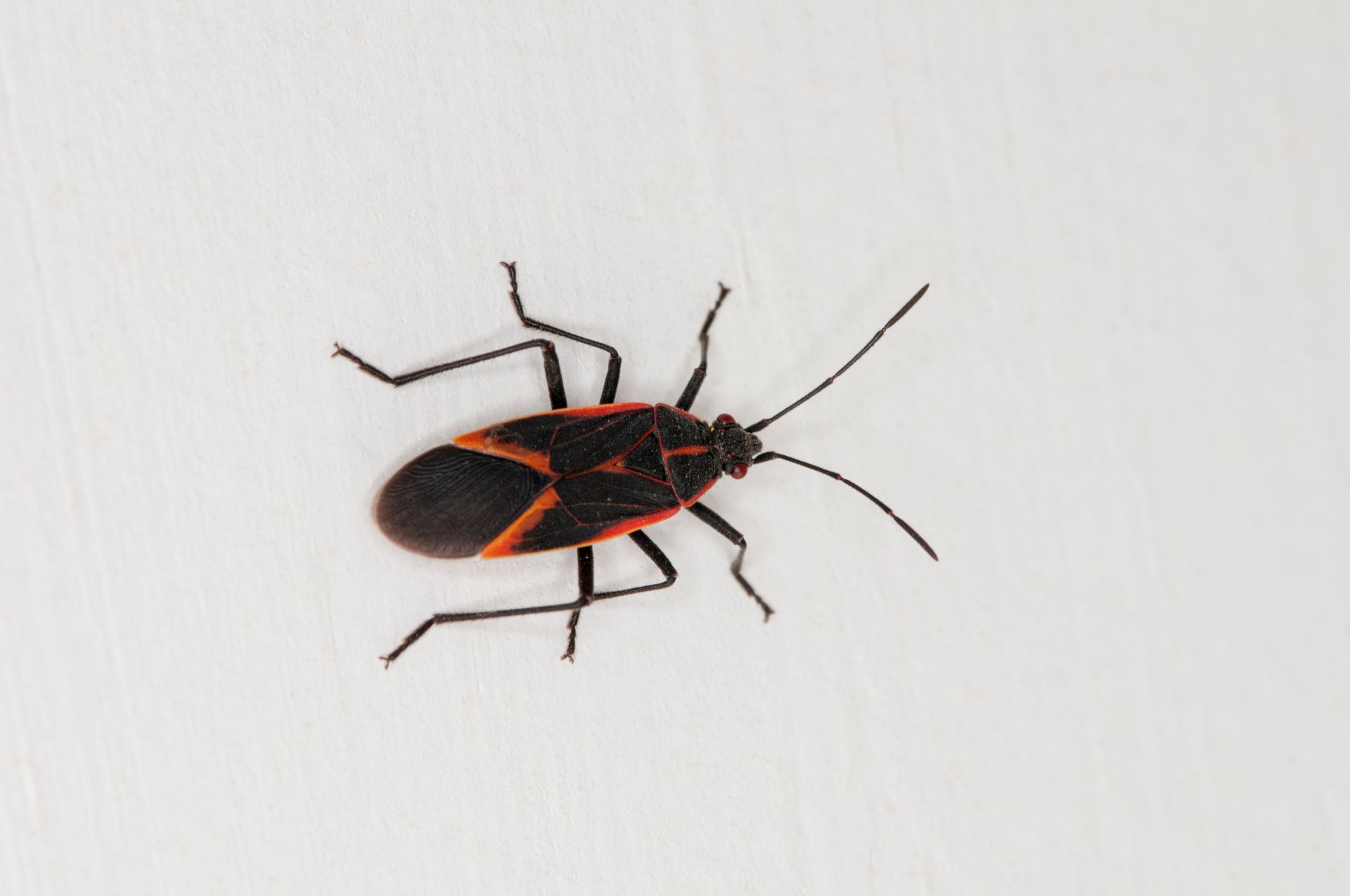 A black and orange bug is sitting on a white surface.
