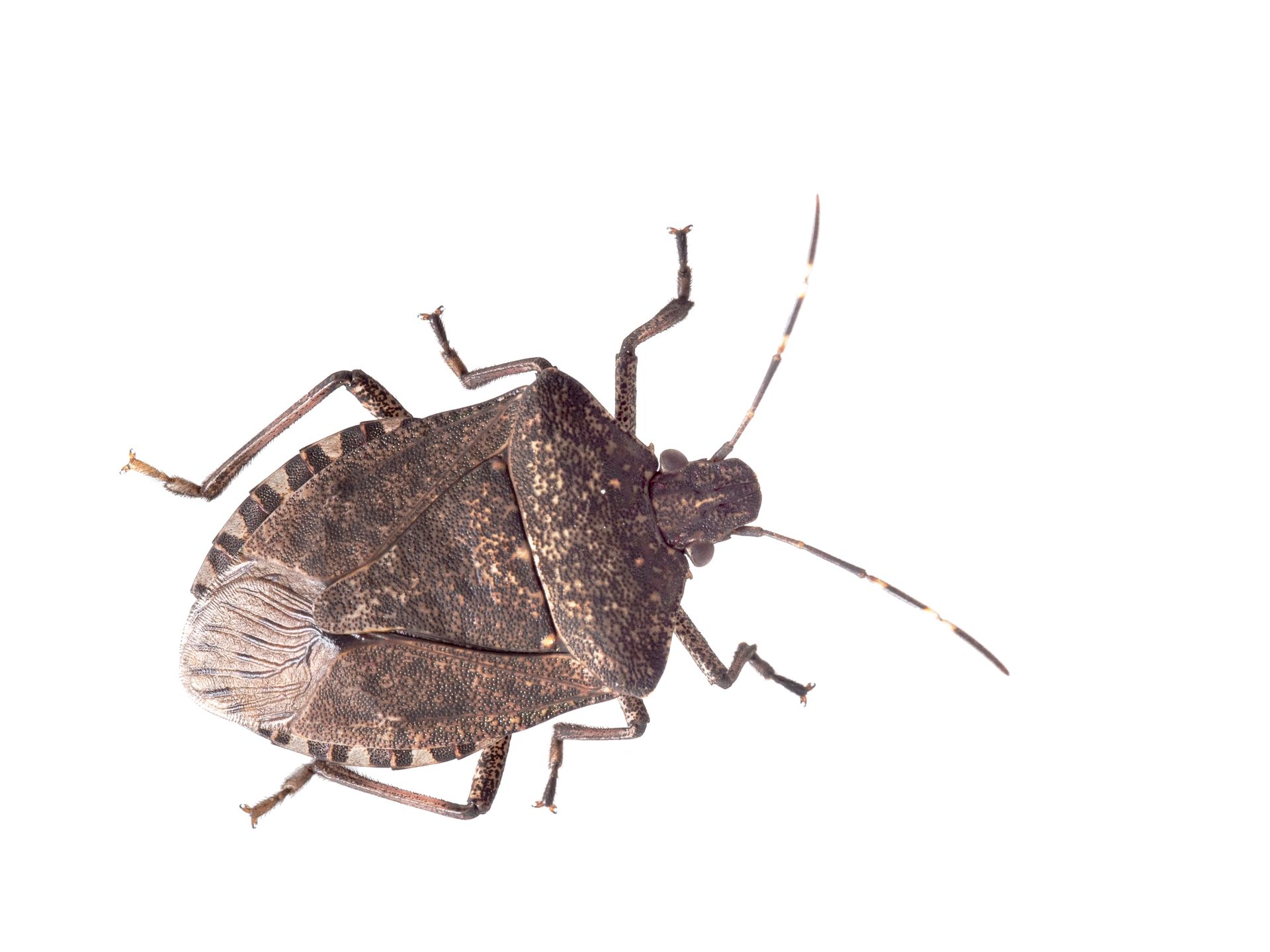 stinkbug