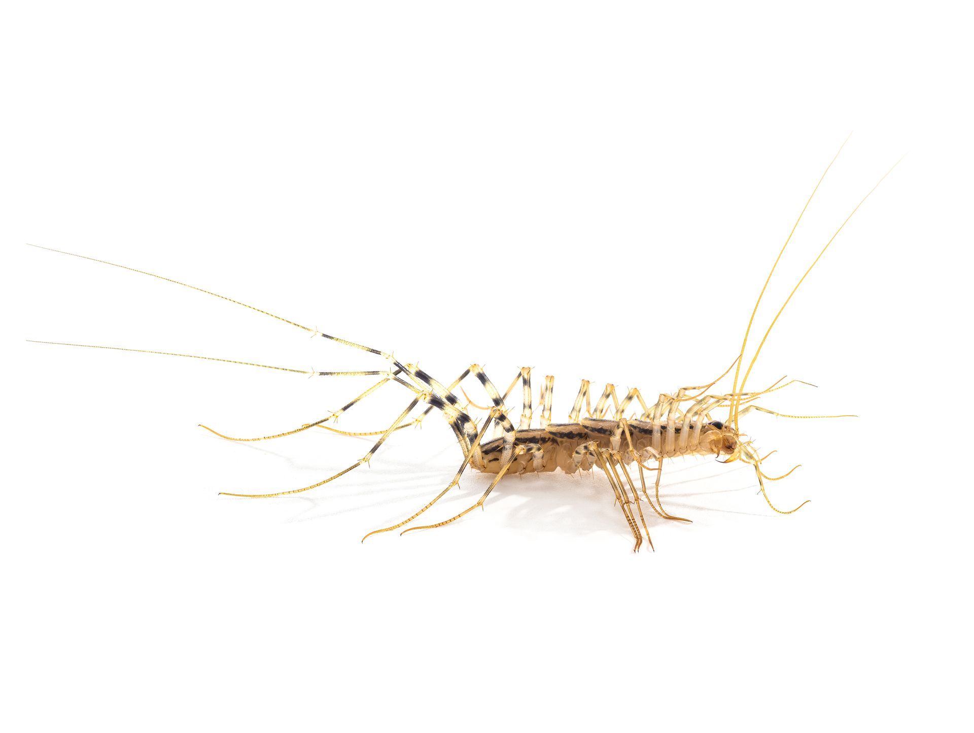A close up of a centipede on a white background.