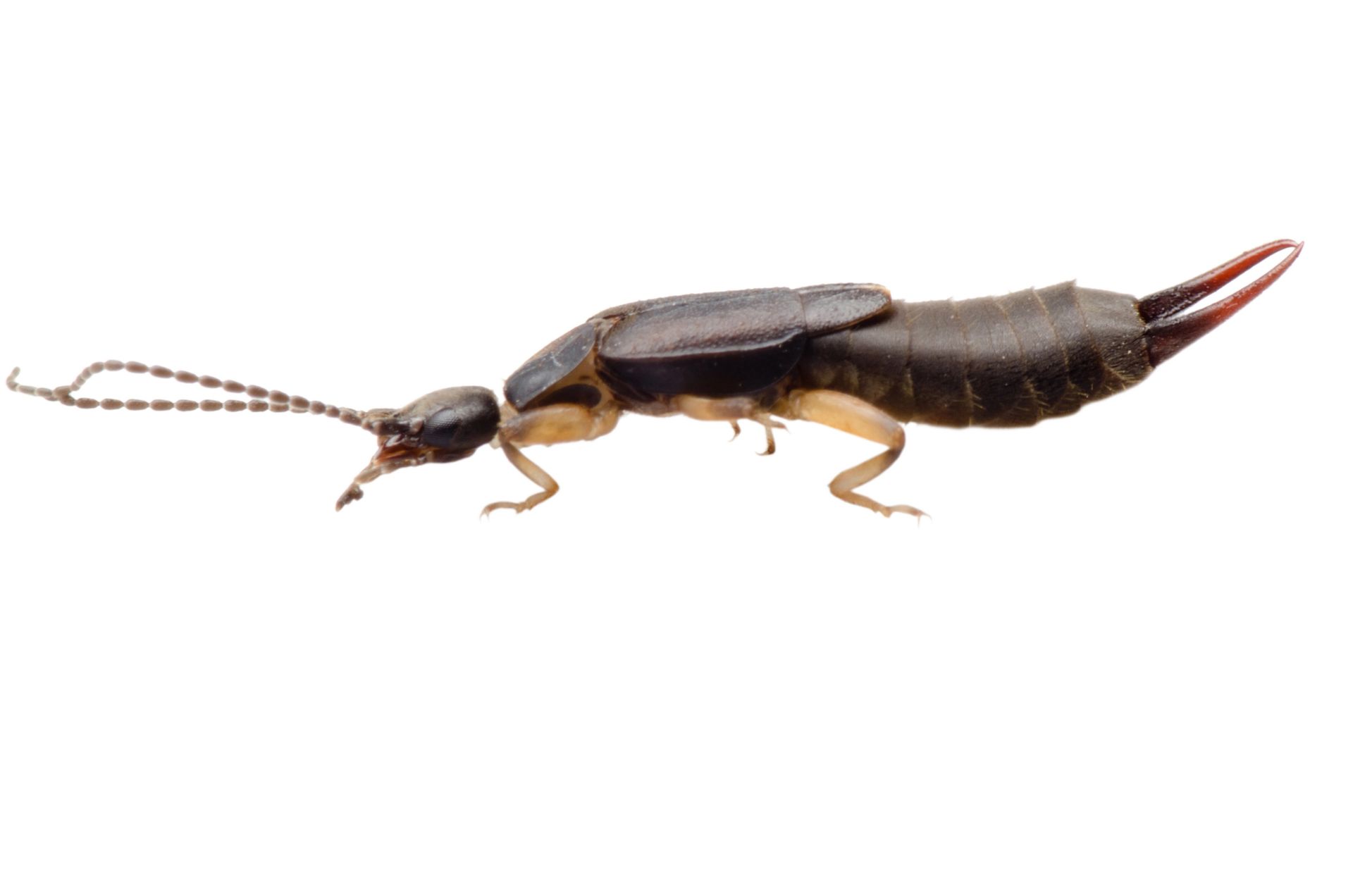 A close up of a bug with a long tail on a white background.