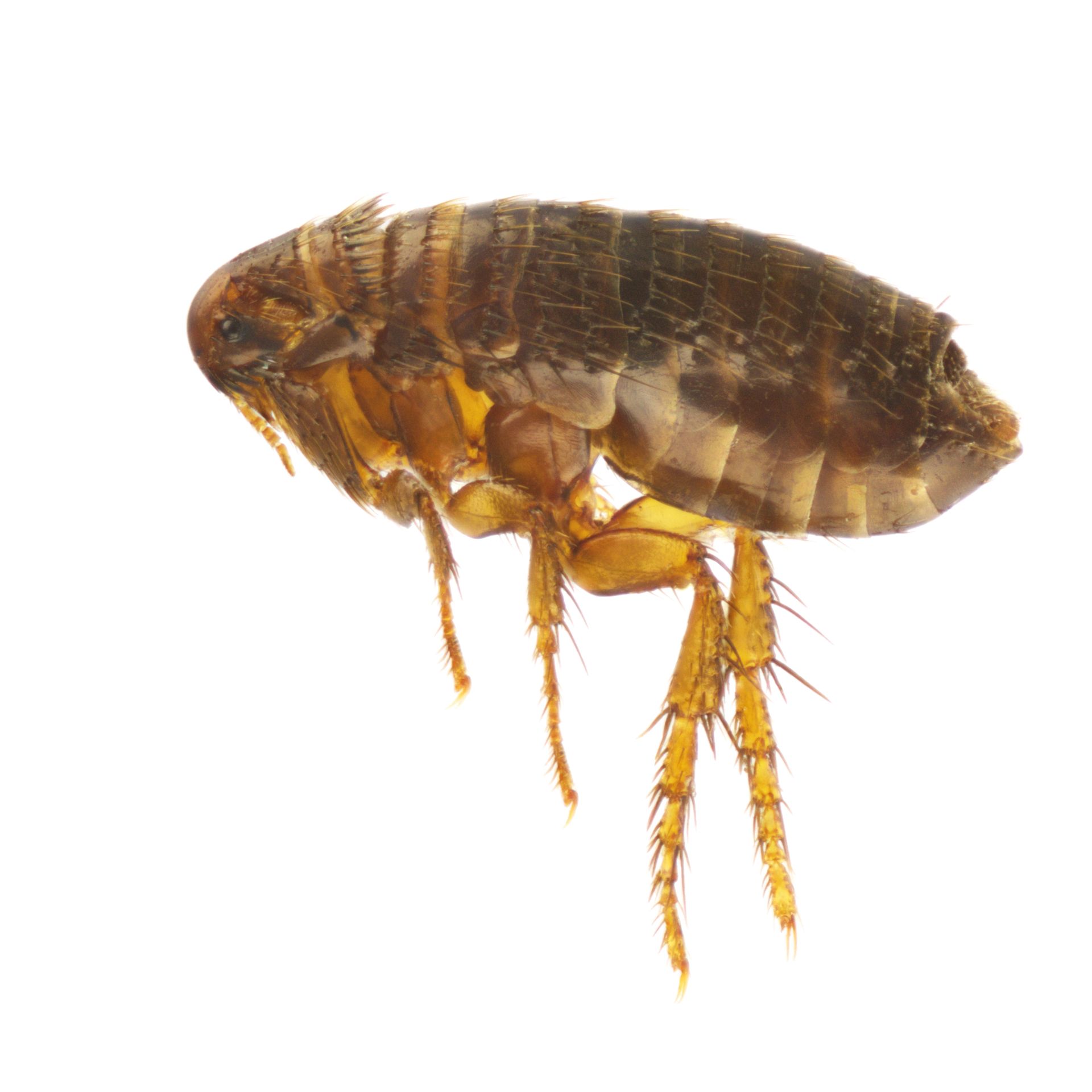 A close up of a flea on a white background.