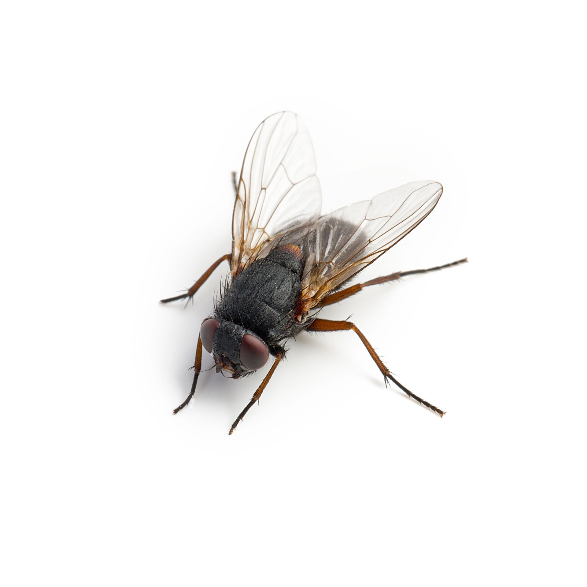 A close up of a fly on a white background.