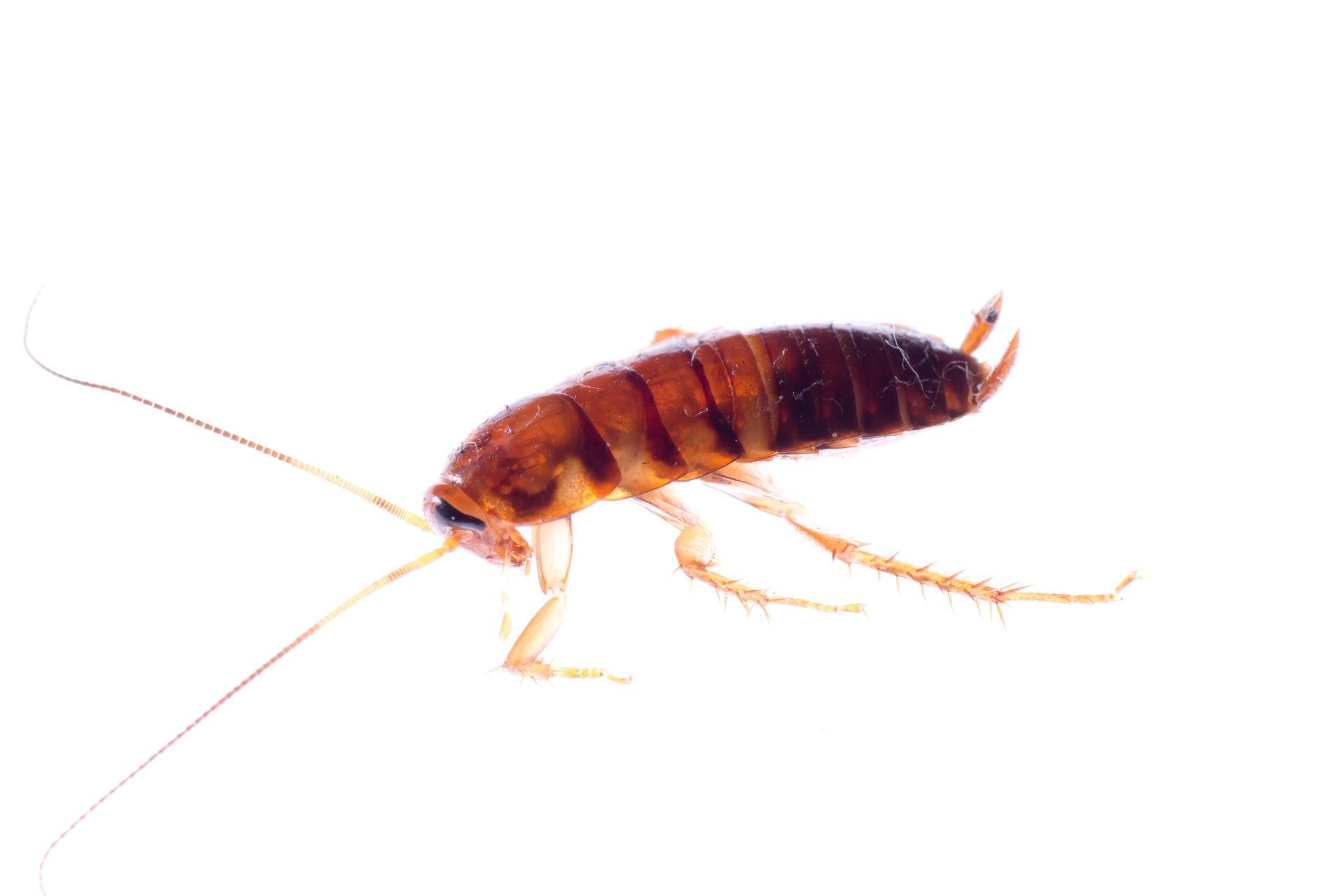 A cockroach is crawling on a white surface.