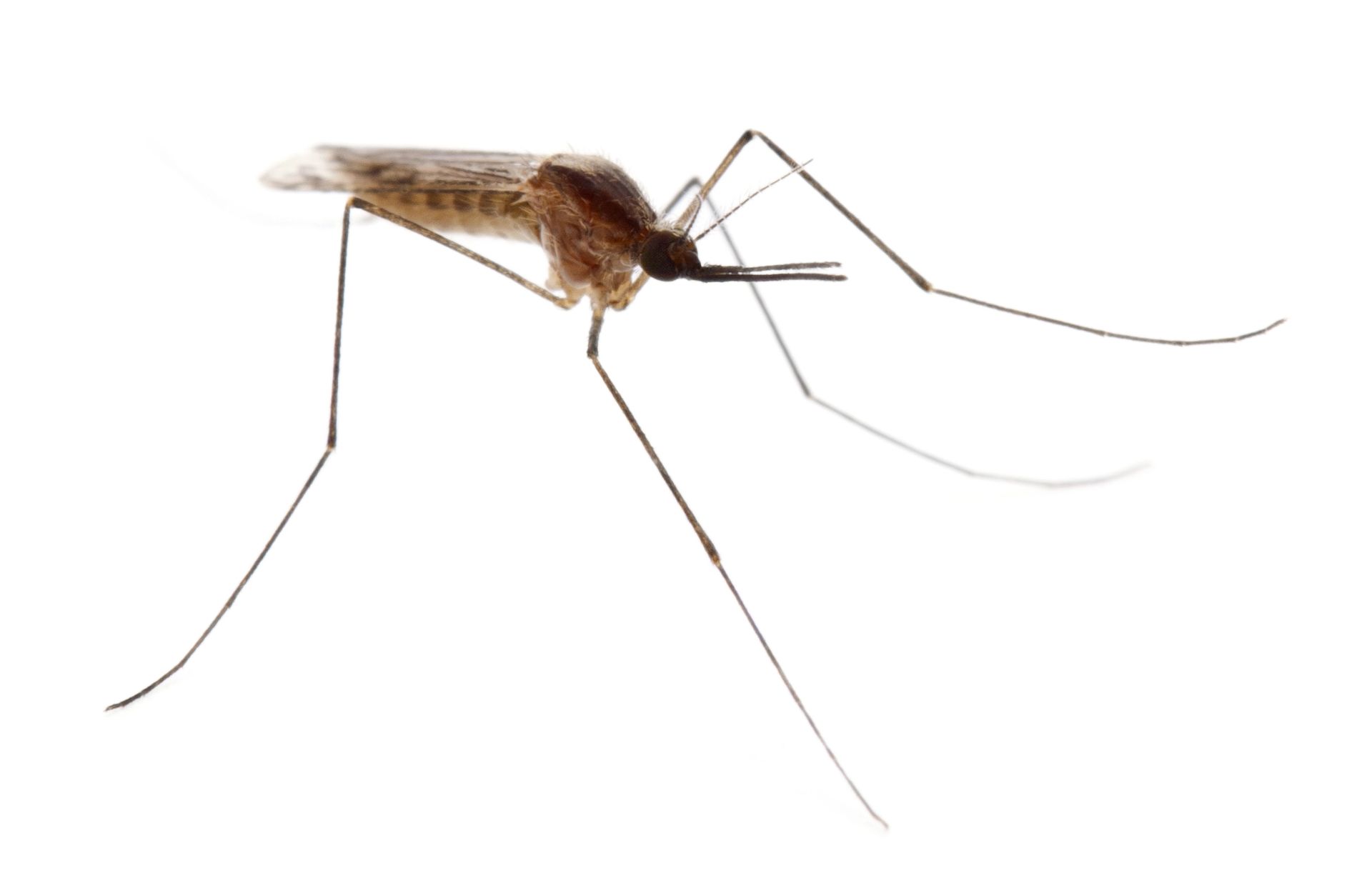 A close up of a mosquito on a white background