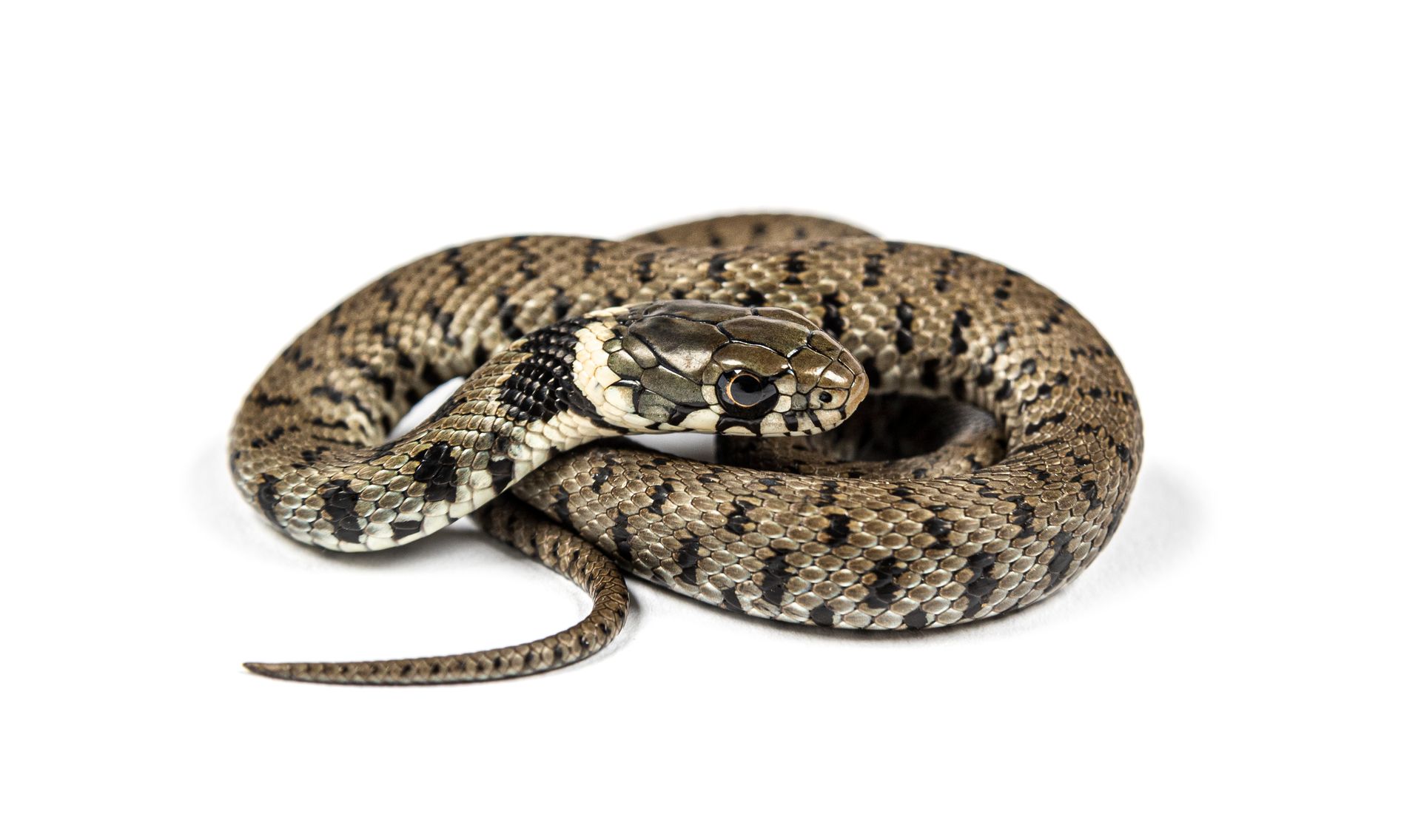 A close up of a snake on a white background.