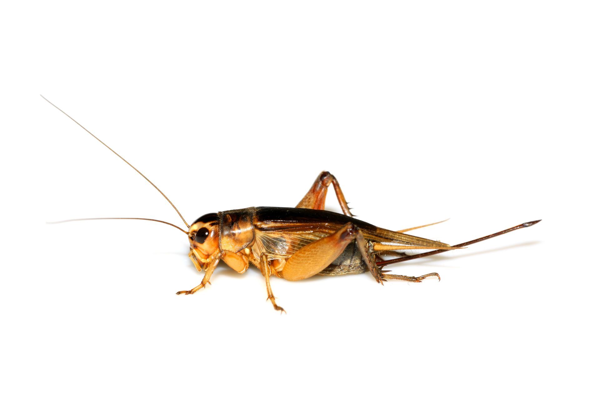 A close up of a grasshopper on a white background.