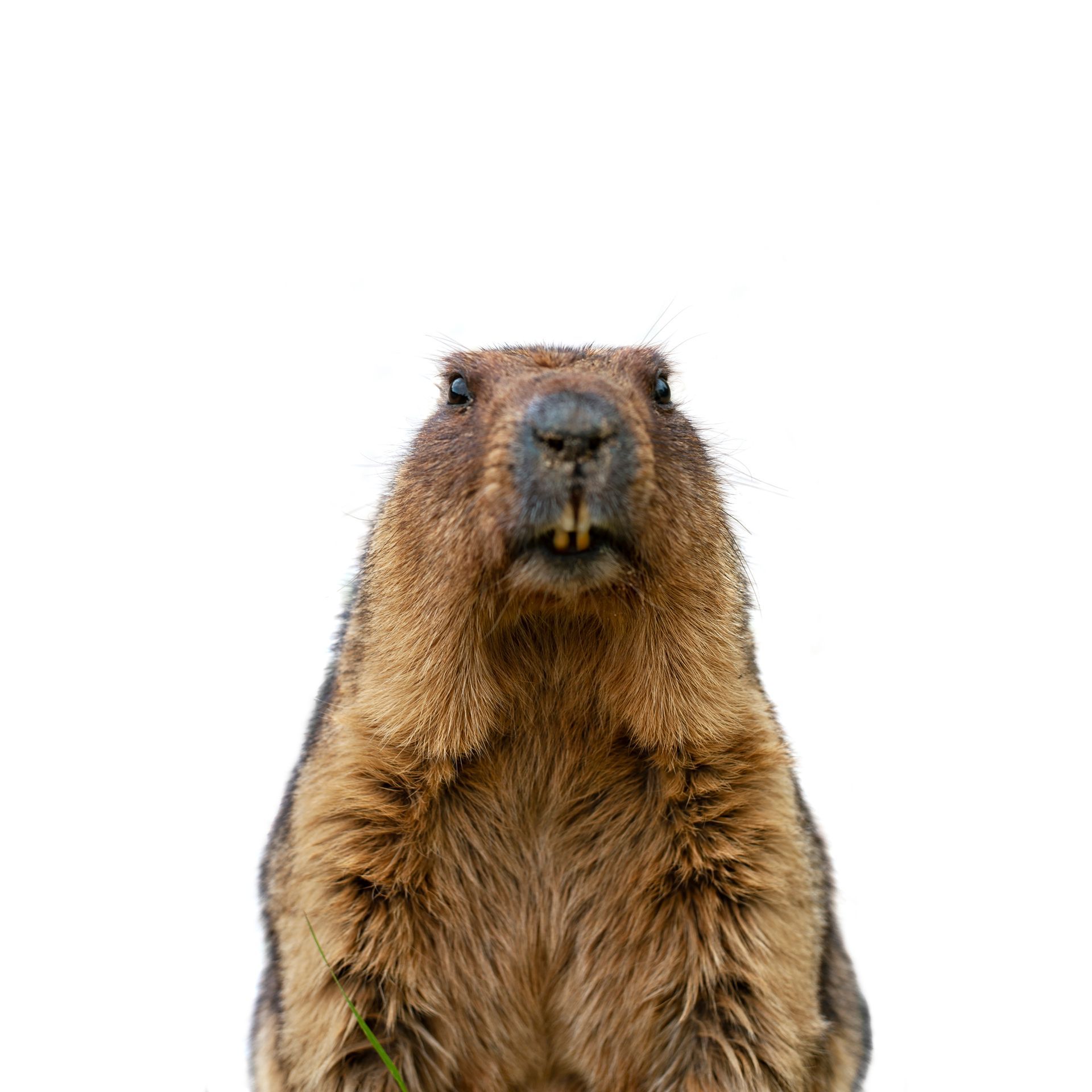 A ground squirrel is standing on its hind legs and looking at the camera on a white background.