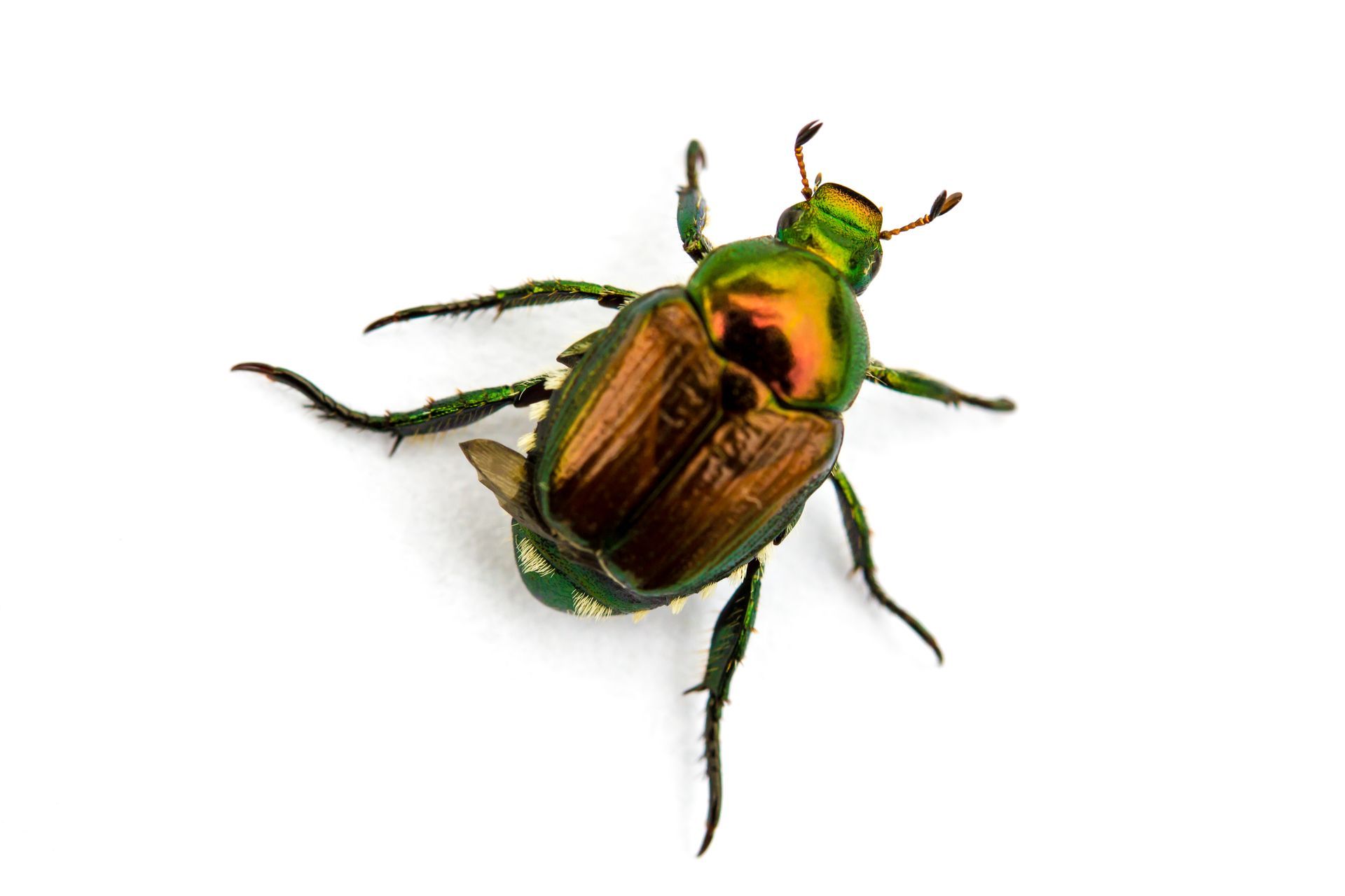 japanese beetle