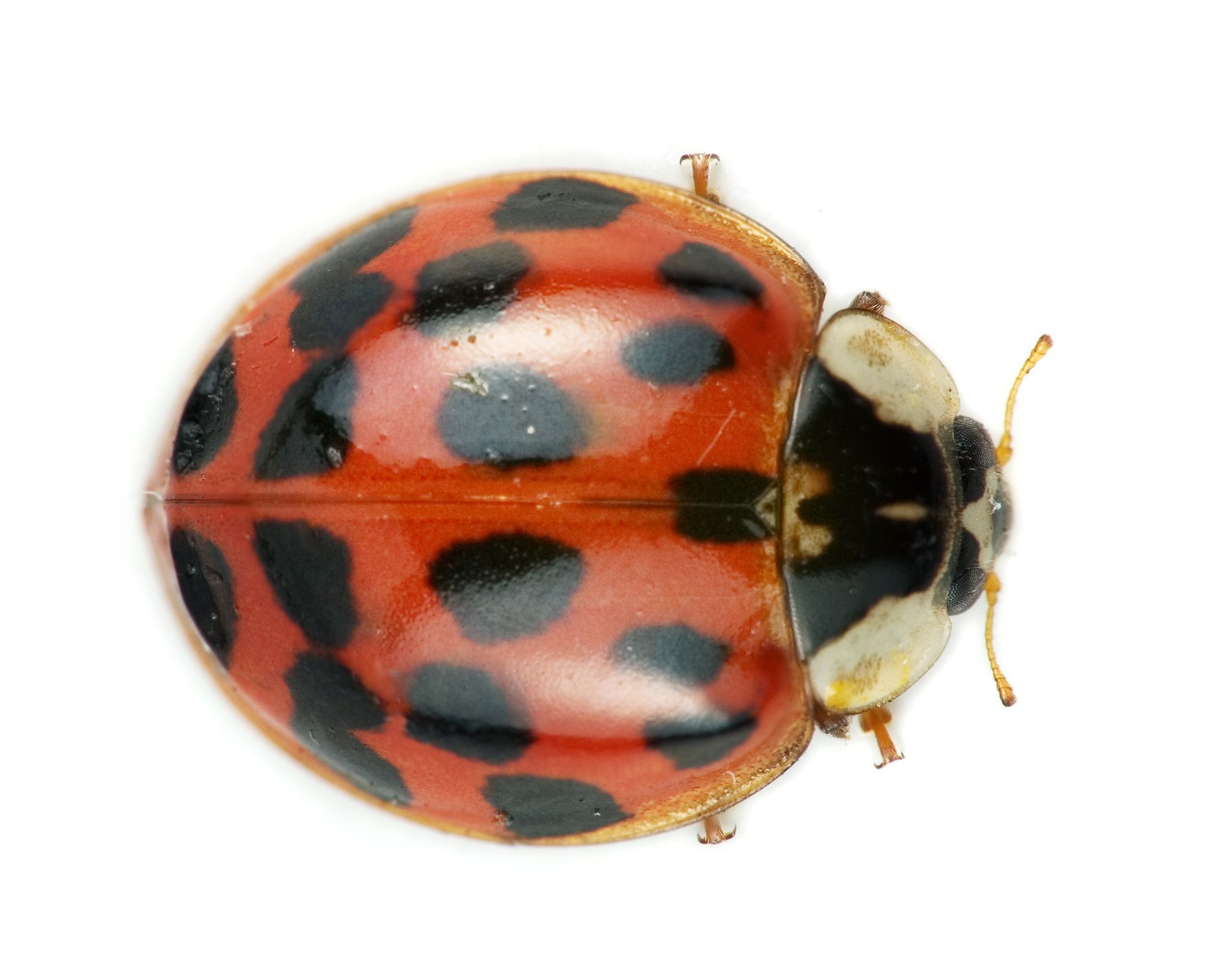 A ladybug with red and black spots on a white background