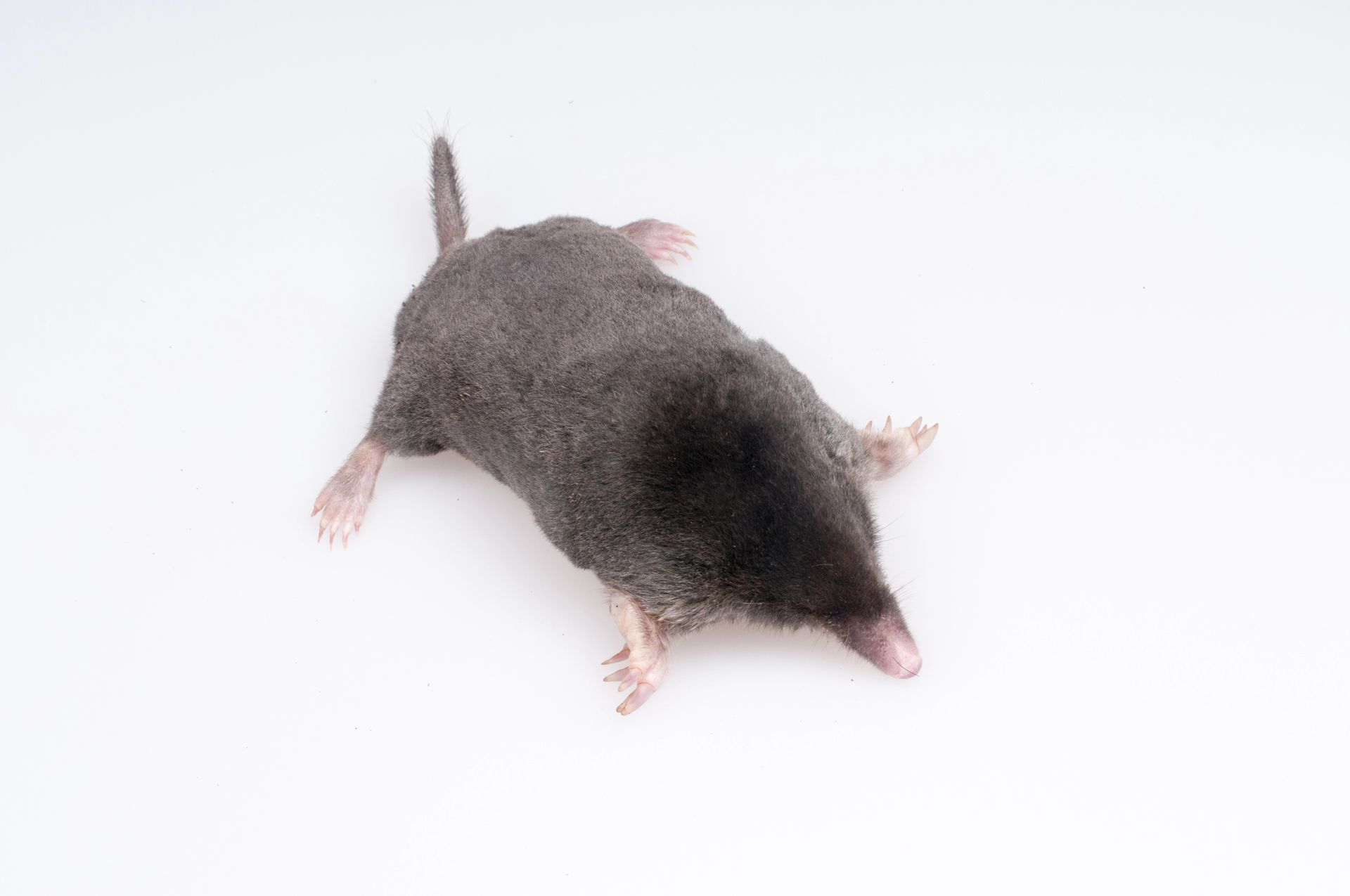 A small mole is laying on its back on a white surface.