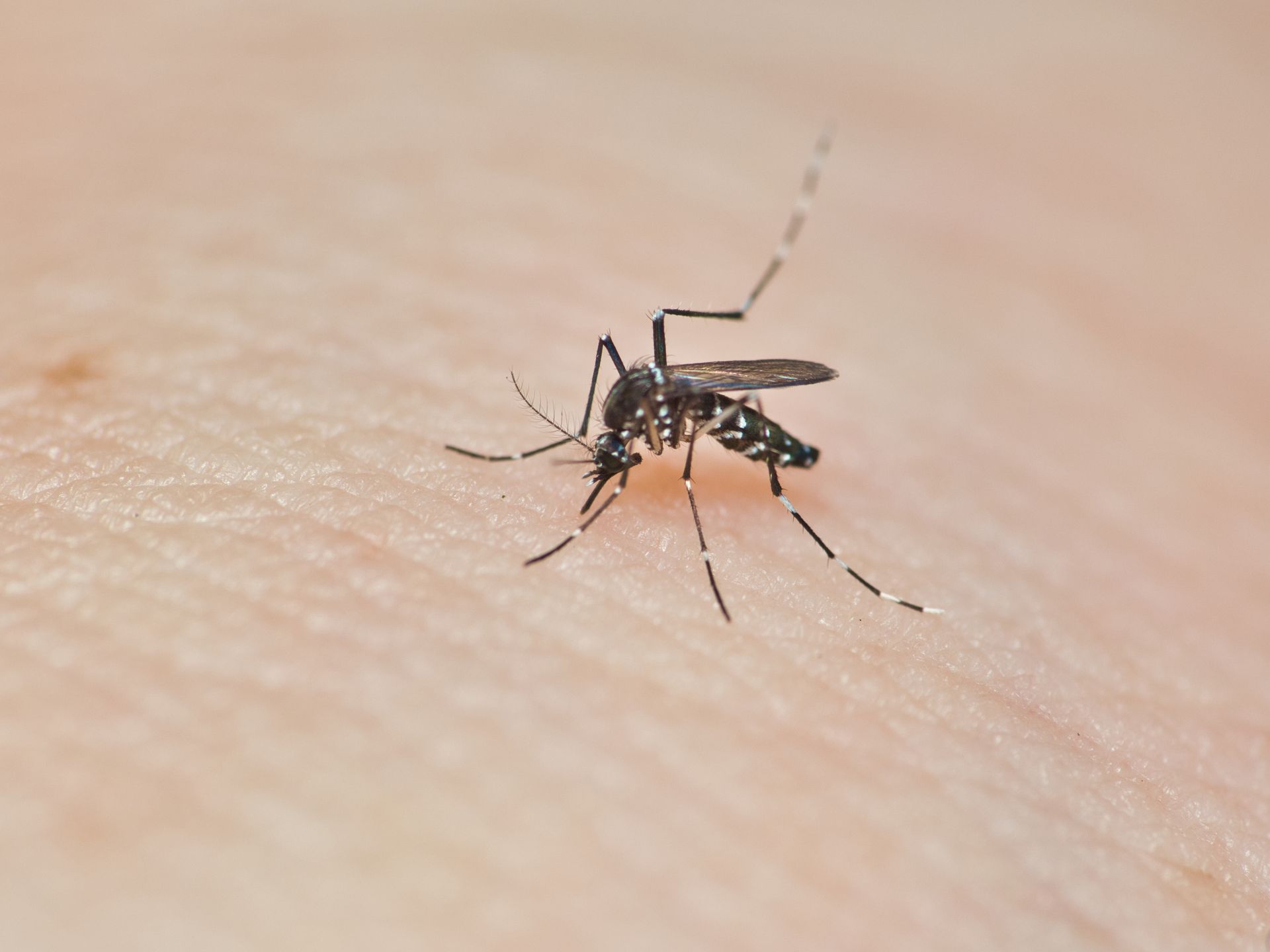 A close up of a mosquito on a person 's skin.