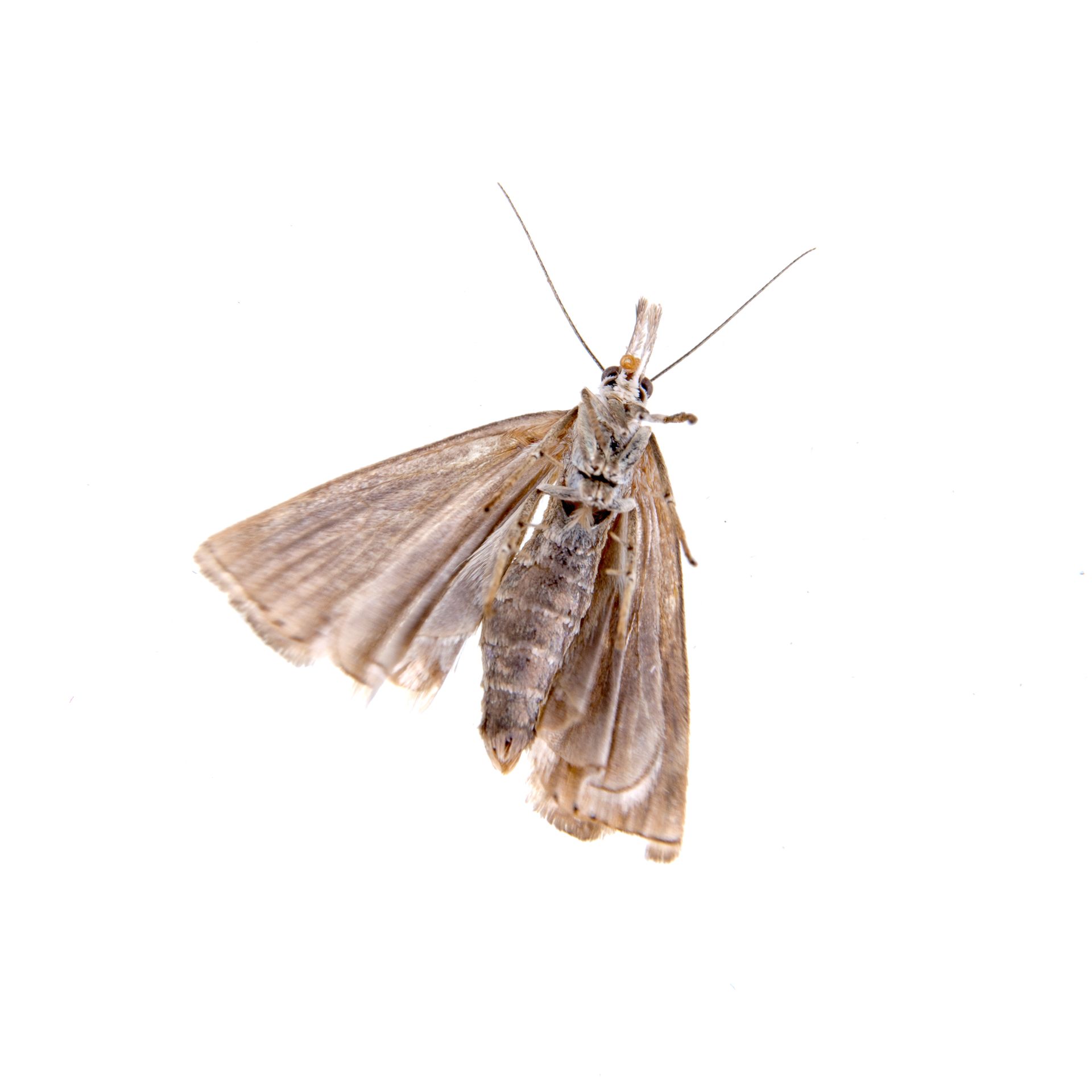 A moth is flying in the air on a white background.