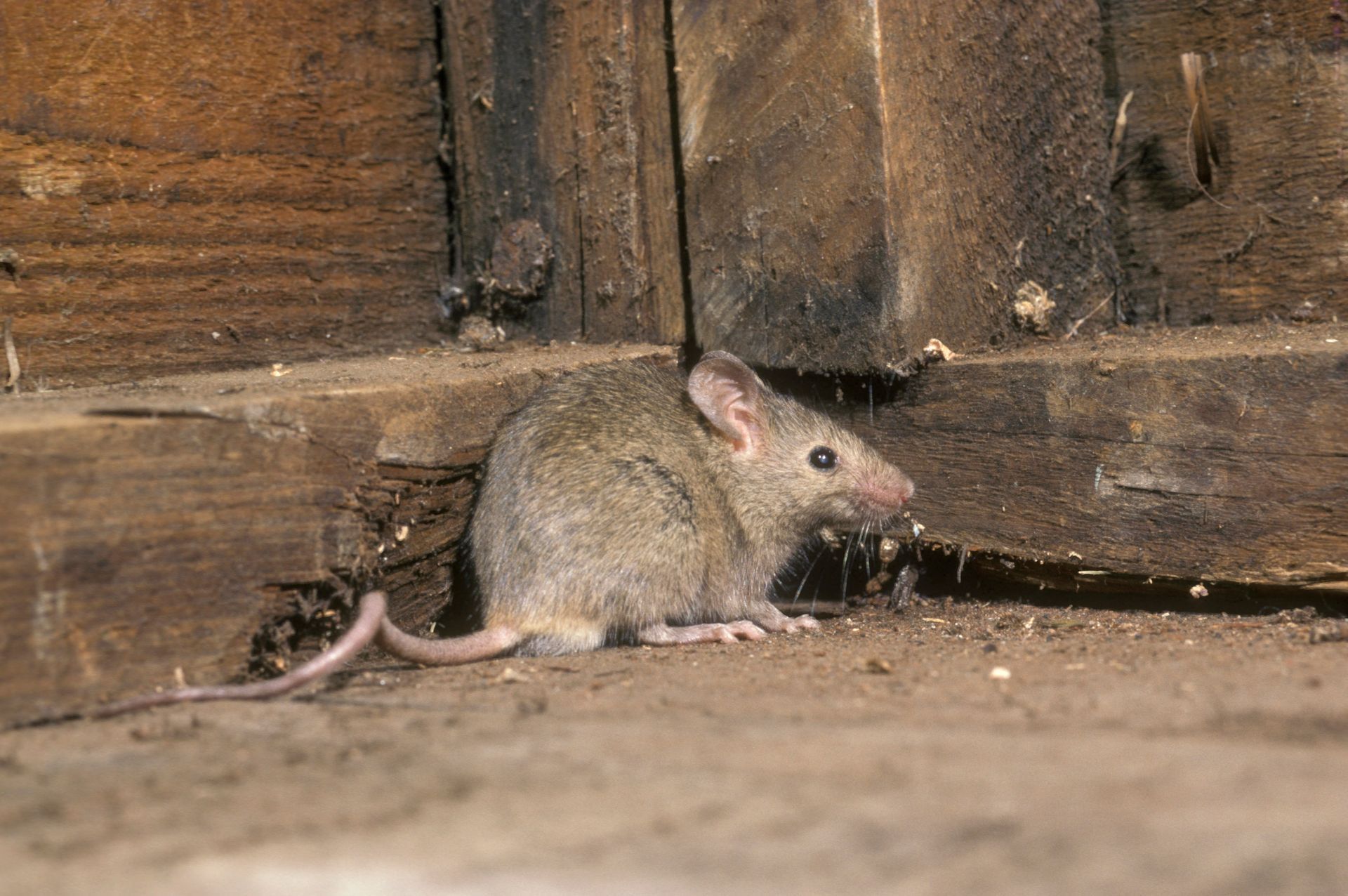 mouse in a structure