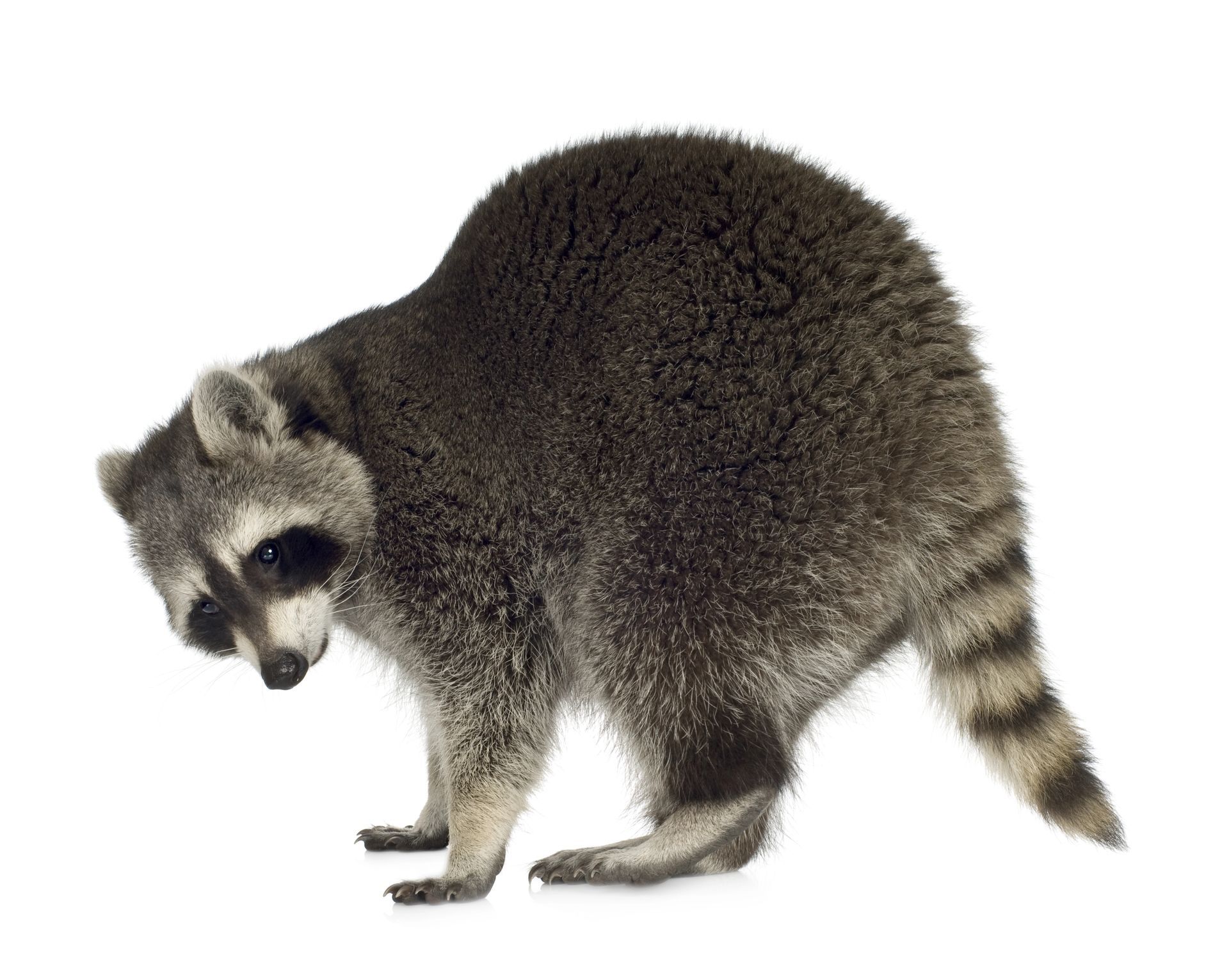 A raccoon is standing on its hind legs on a white background.