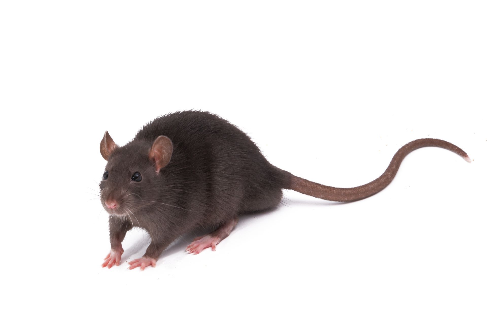 A black rat with a long tail is standing on a white background.
