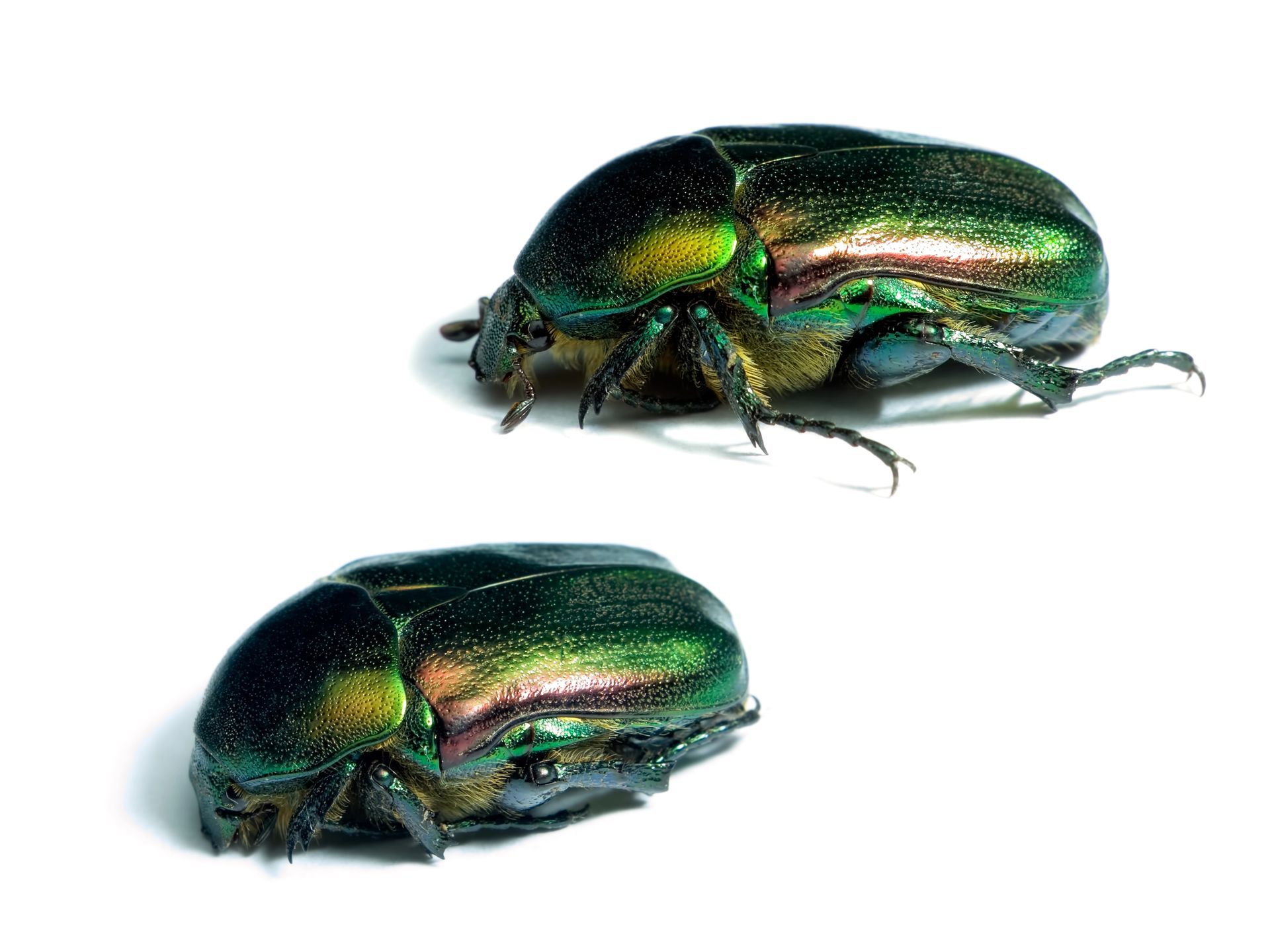 Two green beetles are sitting on a white surface.