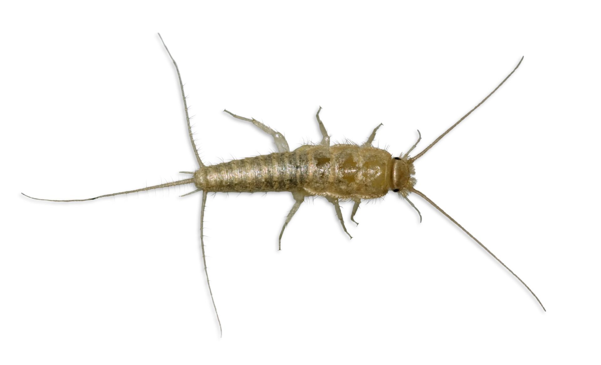 A close up of a silverfish with long legs on a white background.