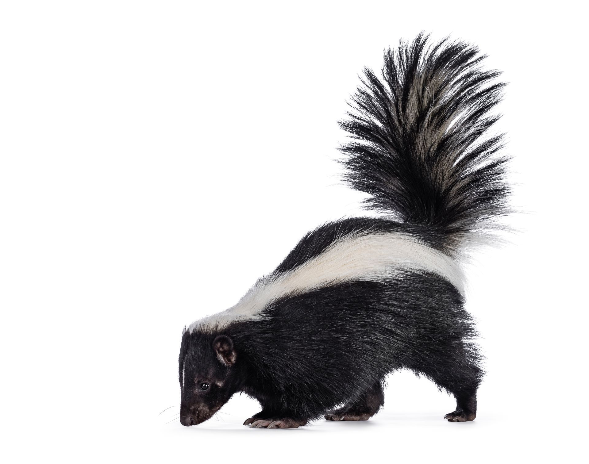 A black and white skunk with a long tail is standing on a white background.
