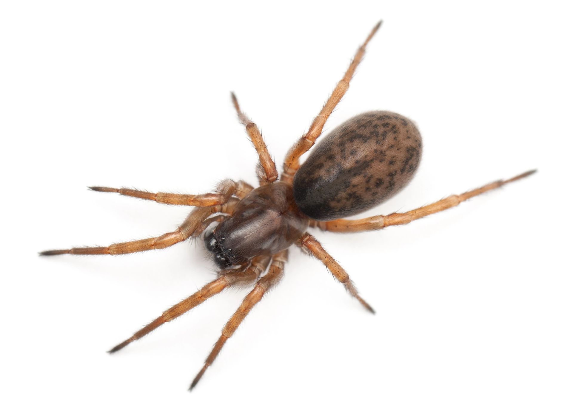 A brown spider is sitting on a white surface.