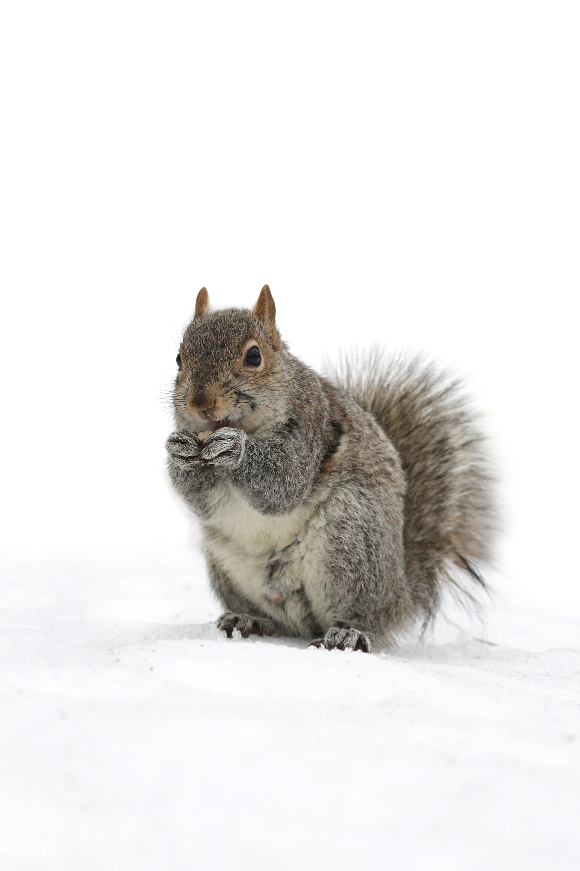 A squirrel is sitting in the snow eating a nut.