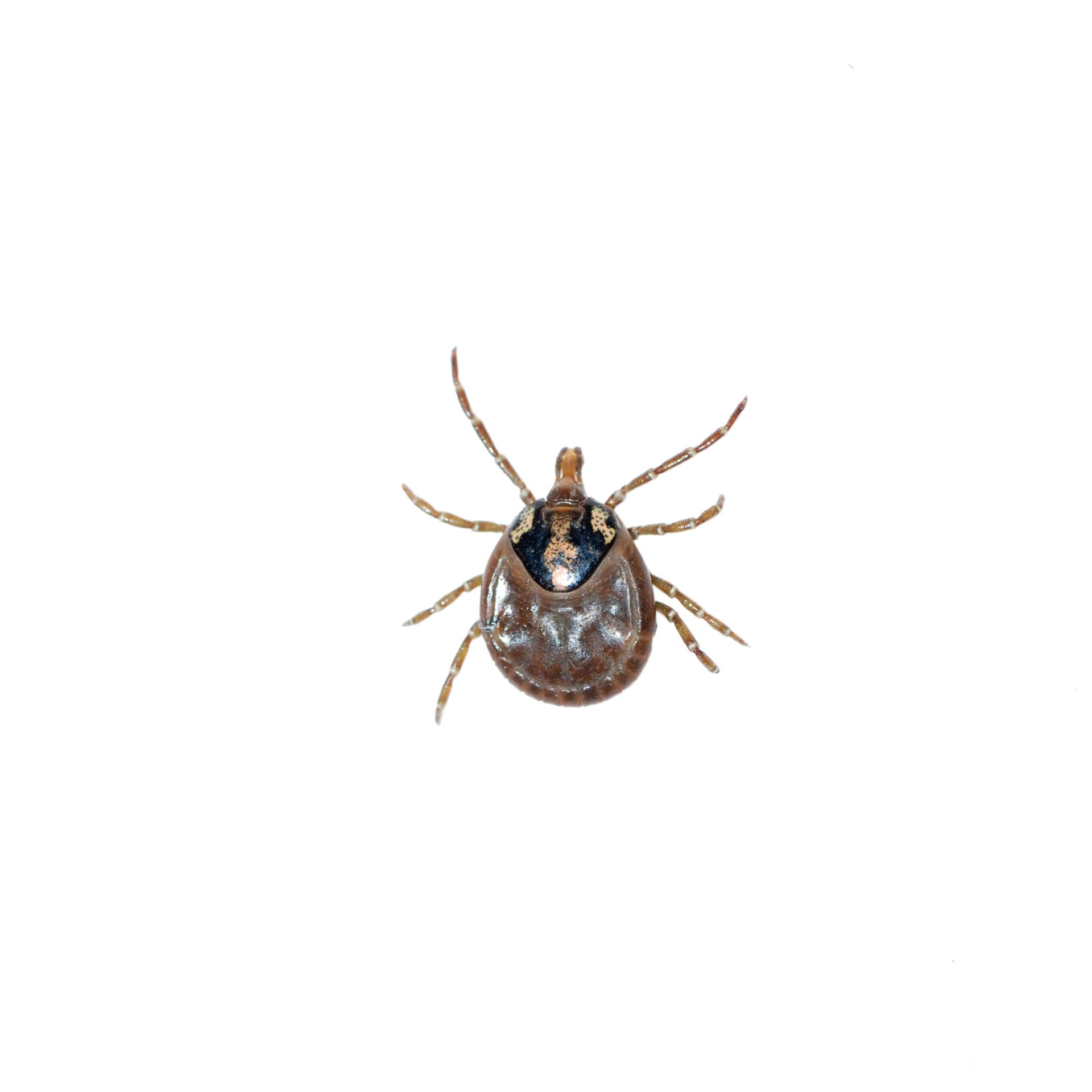 tick