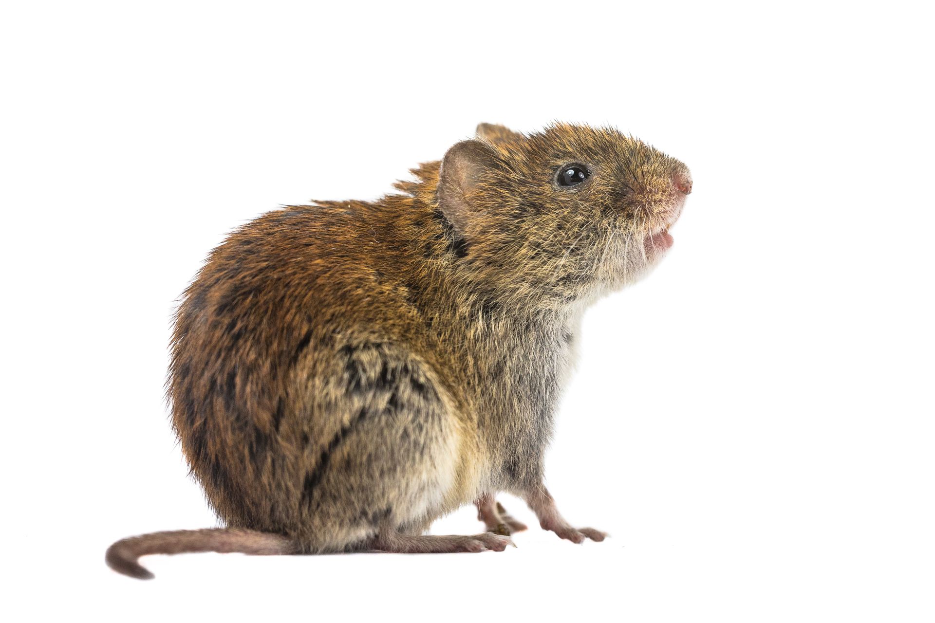 A small brown mouse is sitting on a white background.