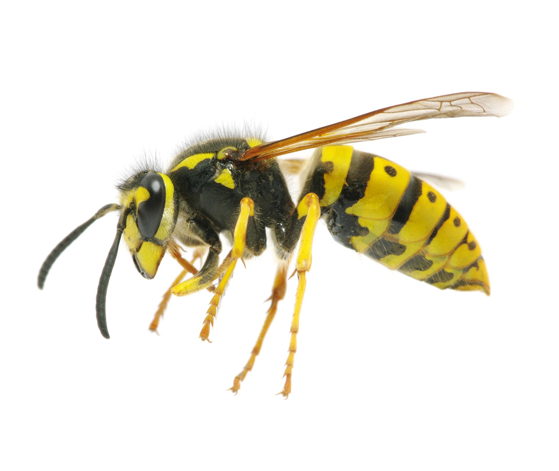 A close up of a yellow and black wasp on a white background