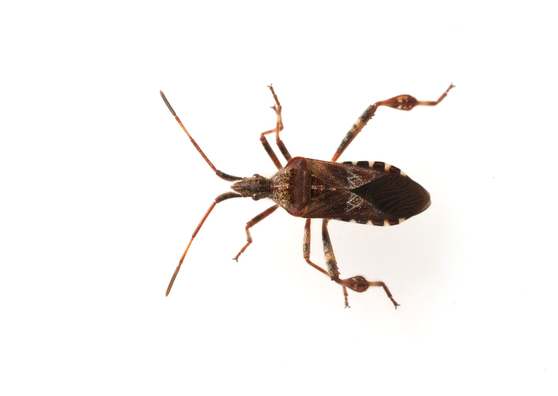 A close up of a bug on a white background