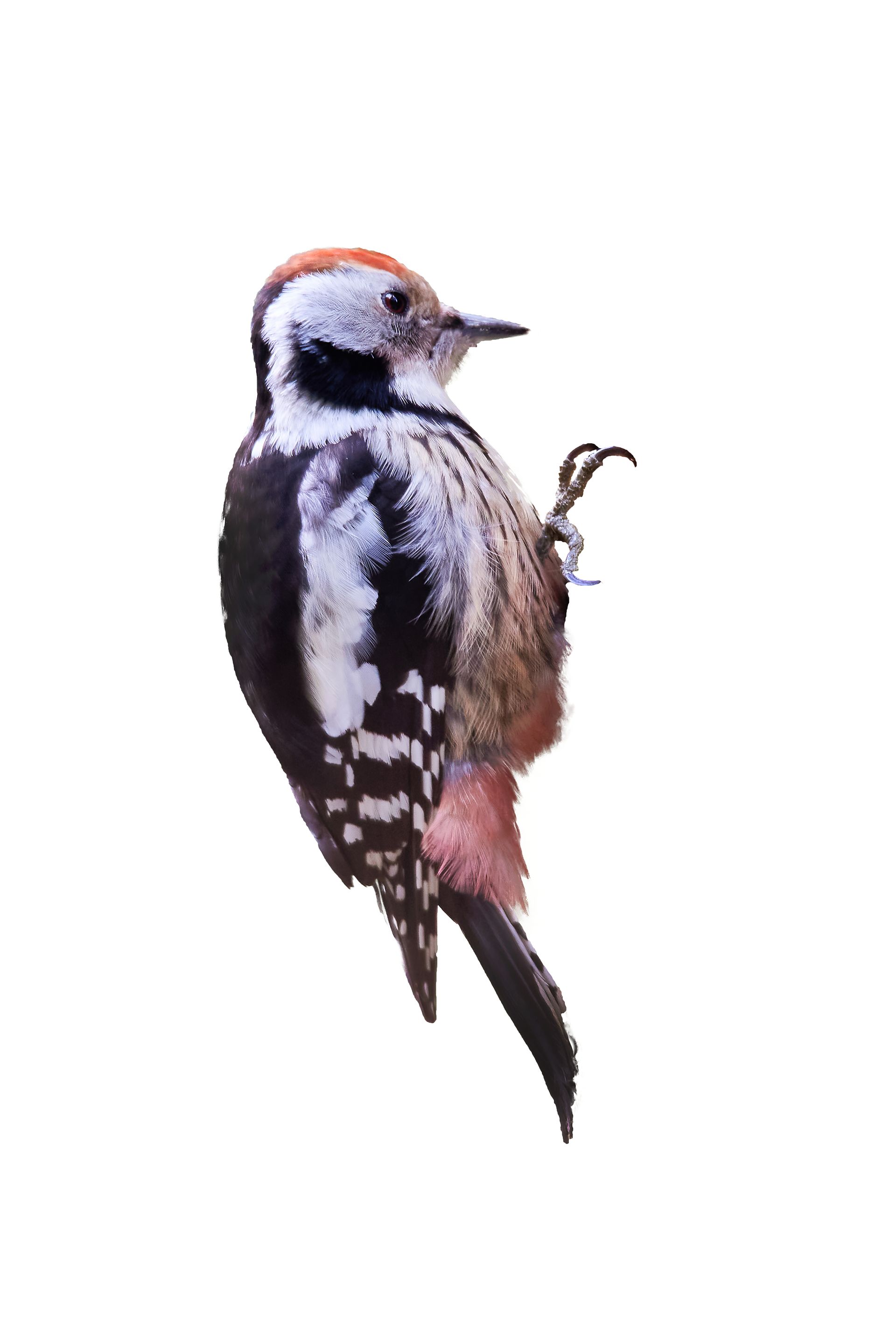 A woodpecker is perched on a tree branch on a white background.