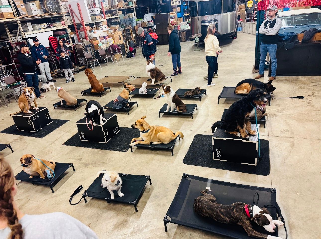 Multiple dogs of various breeds sitting on training cots during a professional group board and train session.