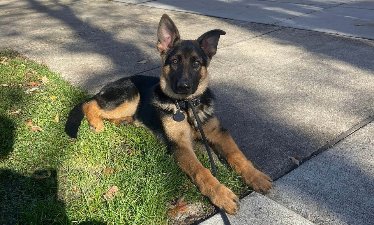 A German Shepherd puppy laying down on a green lawn during an outdoor training session