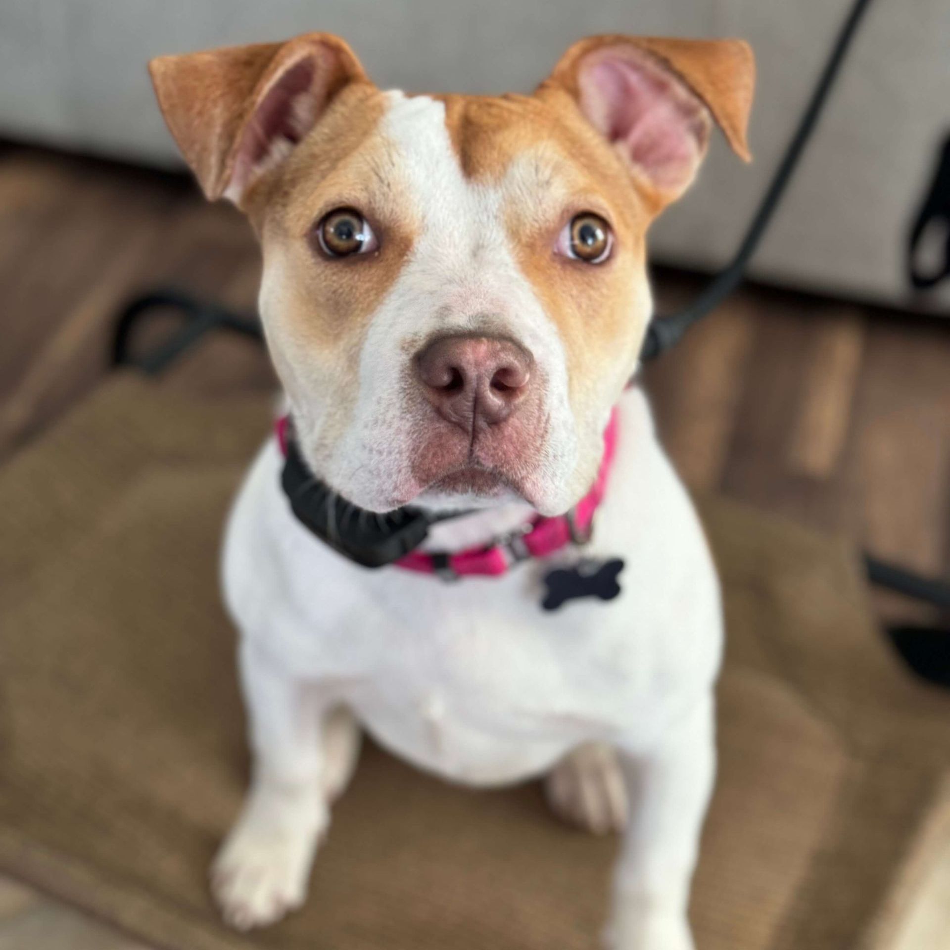 Close up portrait of a brown and white dog looking directly at the camera.
