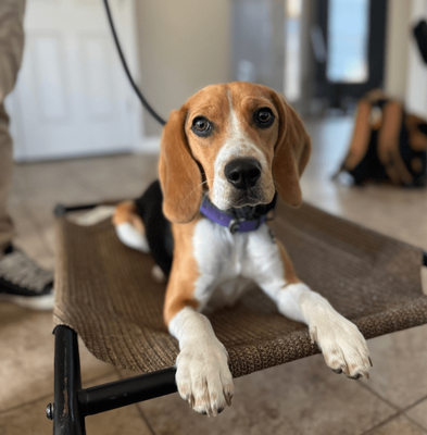 6-month-old puppy in training, focused and learning new skills with the guidance of a professional trainer.